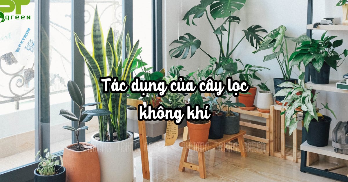 Tác dụng của cây lọc không khí