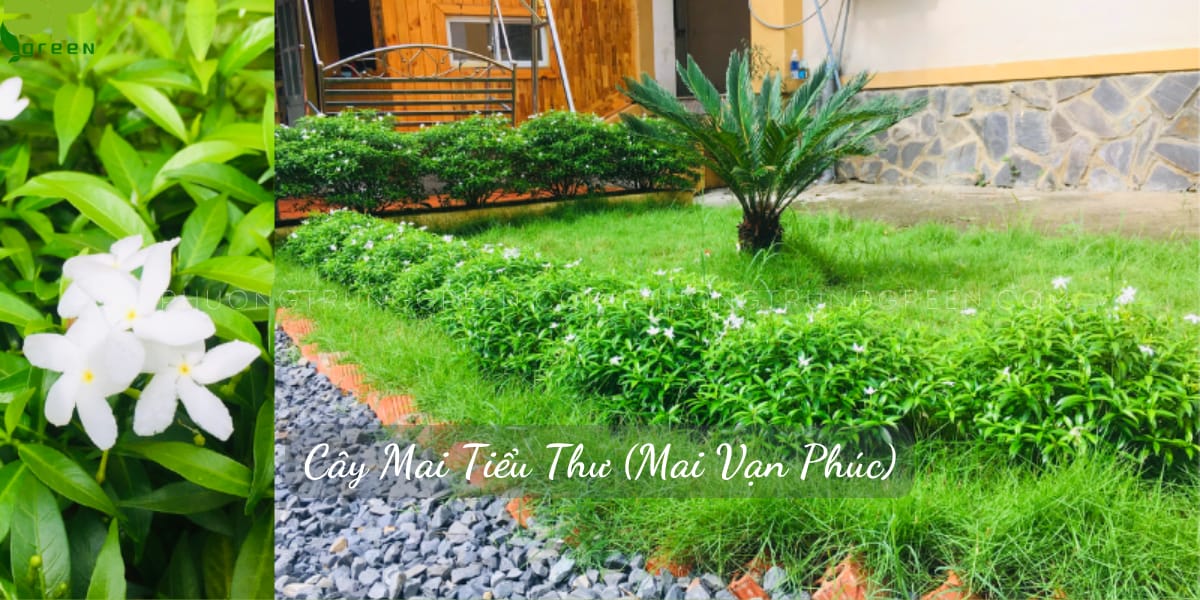 Cây mai tiểu thư hay còn gọi là Mai Vạn Phúc