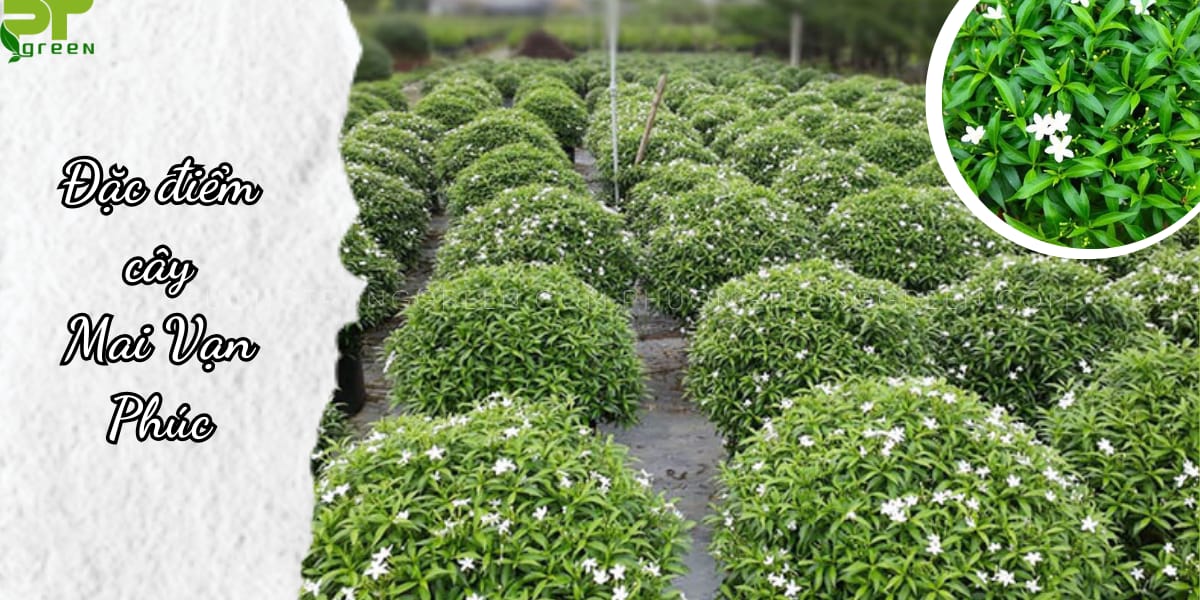 Đặc điểm cây Mai vạn Phúc
