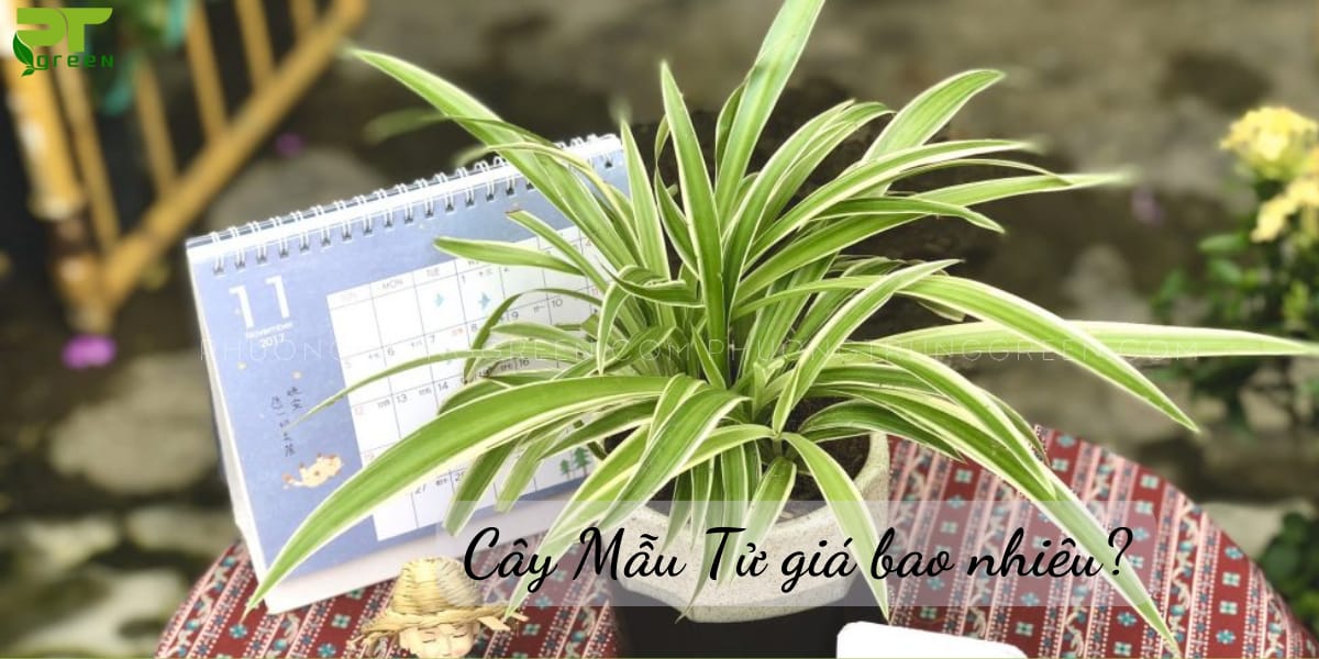 Cây mẫu tử giá bao nhiêu