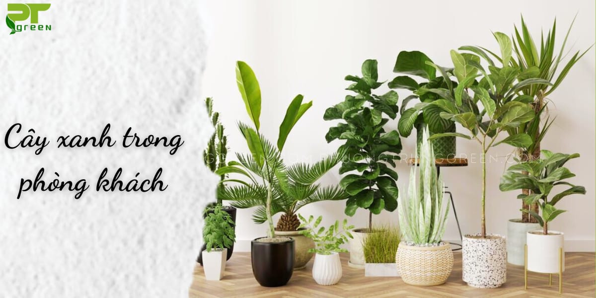 Cây xanh trong phòng khách