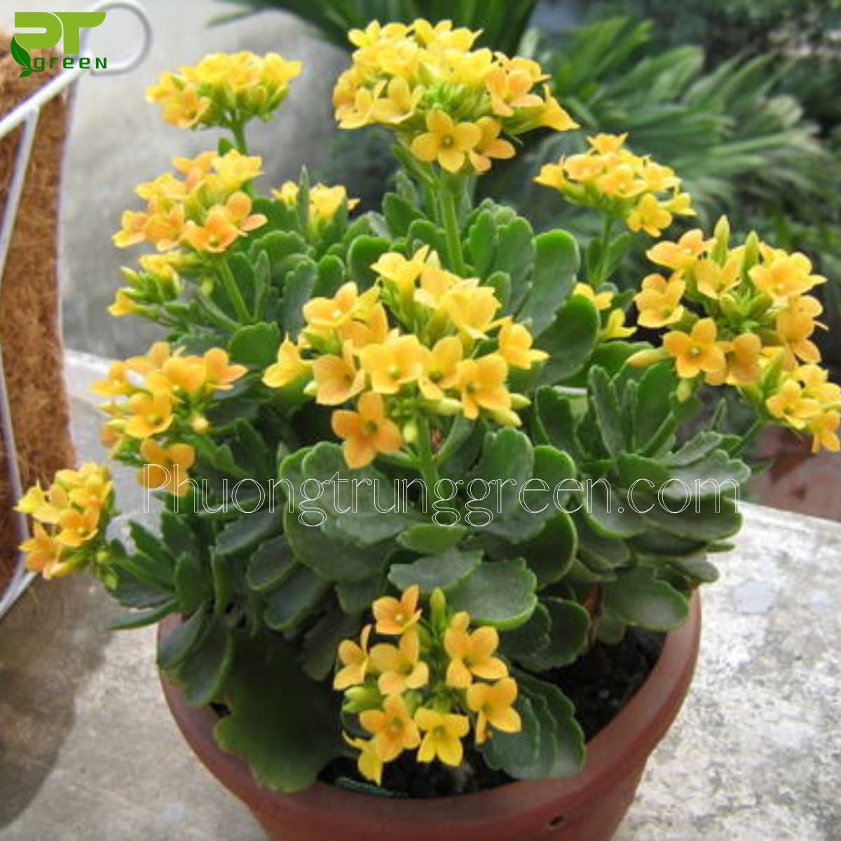 Cây sống đời