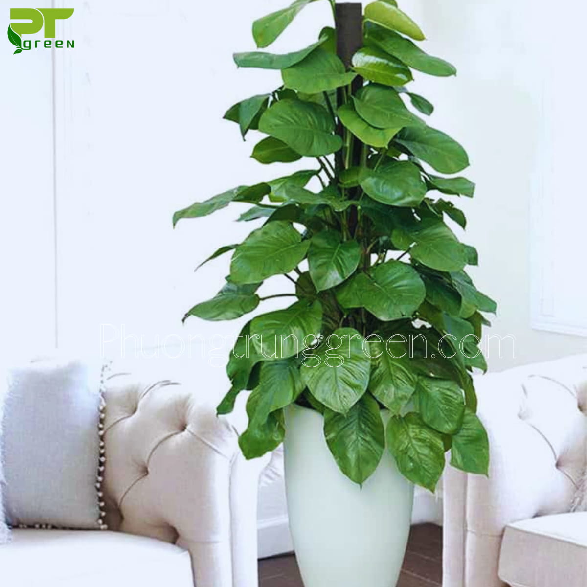 Cây trầu bà cột
