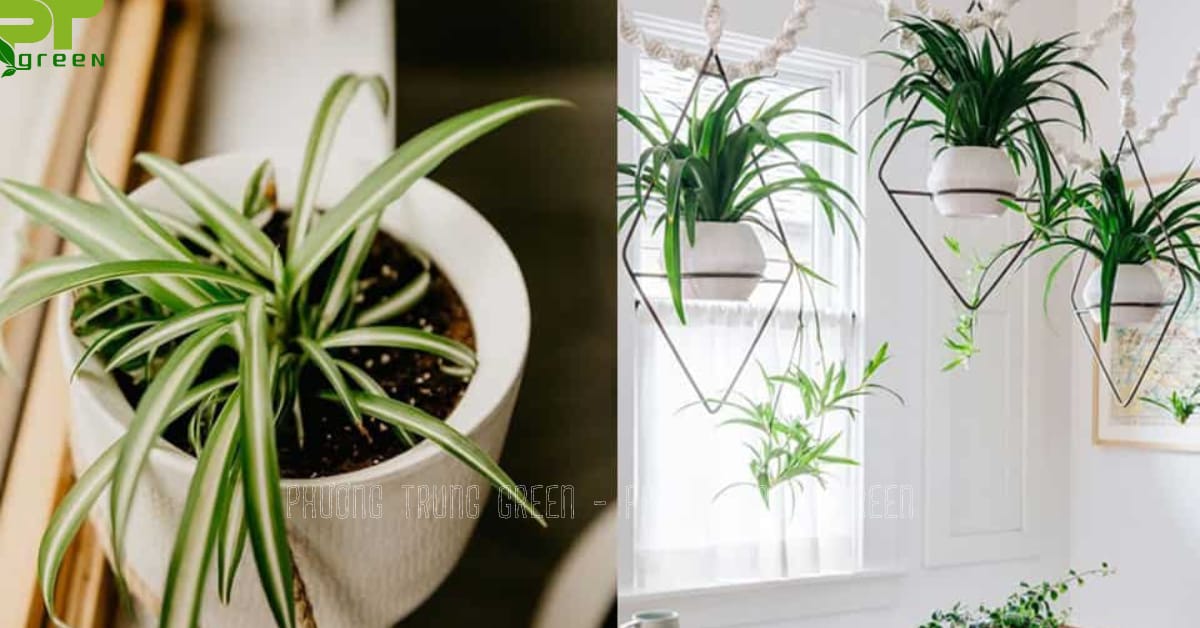 Cây dây nhện treo tường