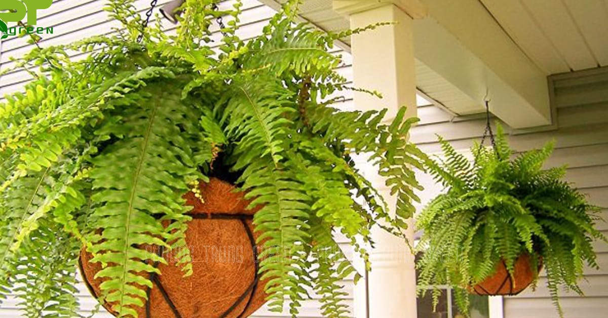 Cây dương xỉ treo tường