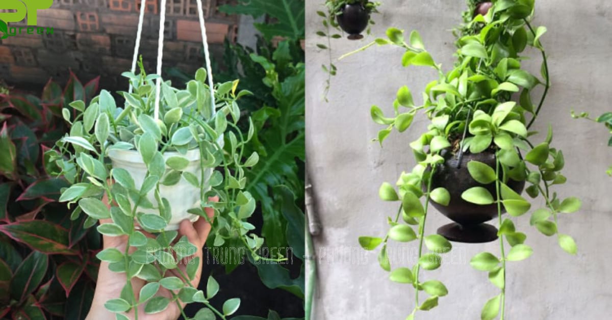 Cây lan hạt dưa treo tường