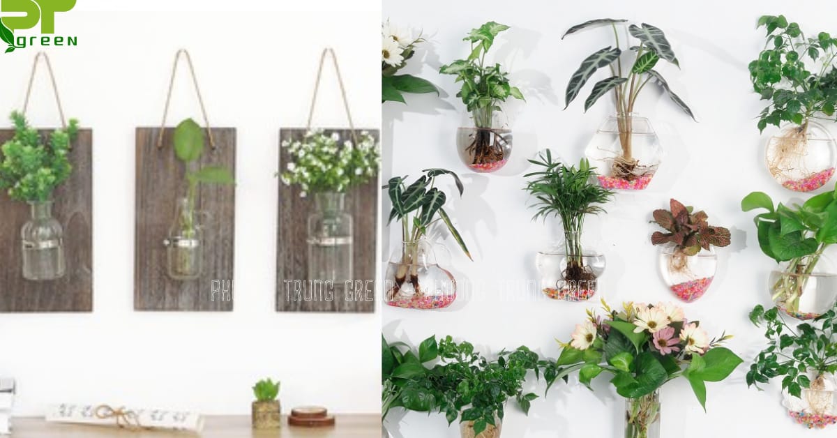 Cây thủy sinh dán tường