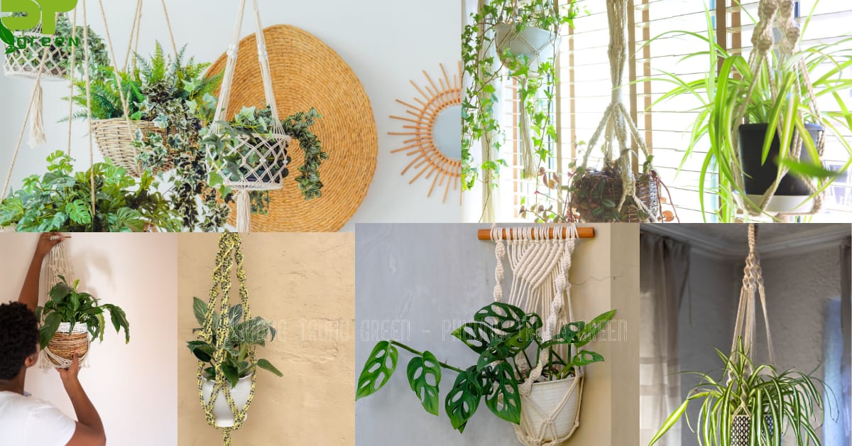 Thắt dây đựng chậu cây