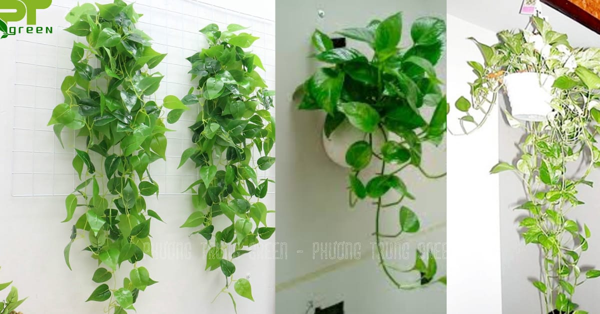 Cây trầu bà treo tường