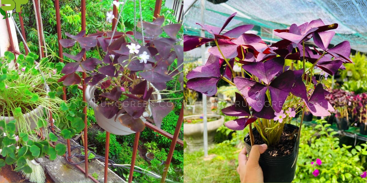 Cây bướm đêm