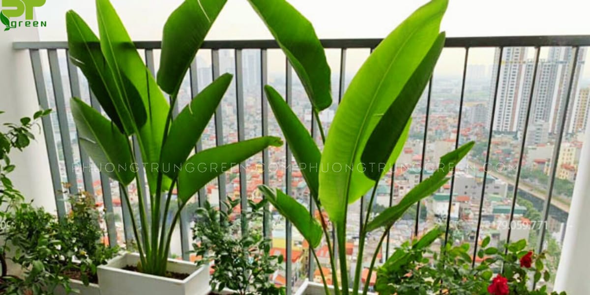 Chuối rẻ quạt trồng ban công