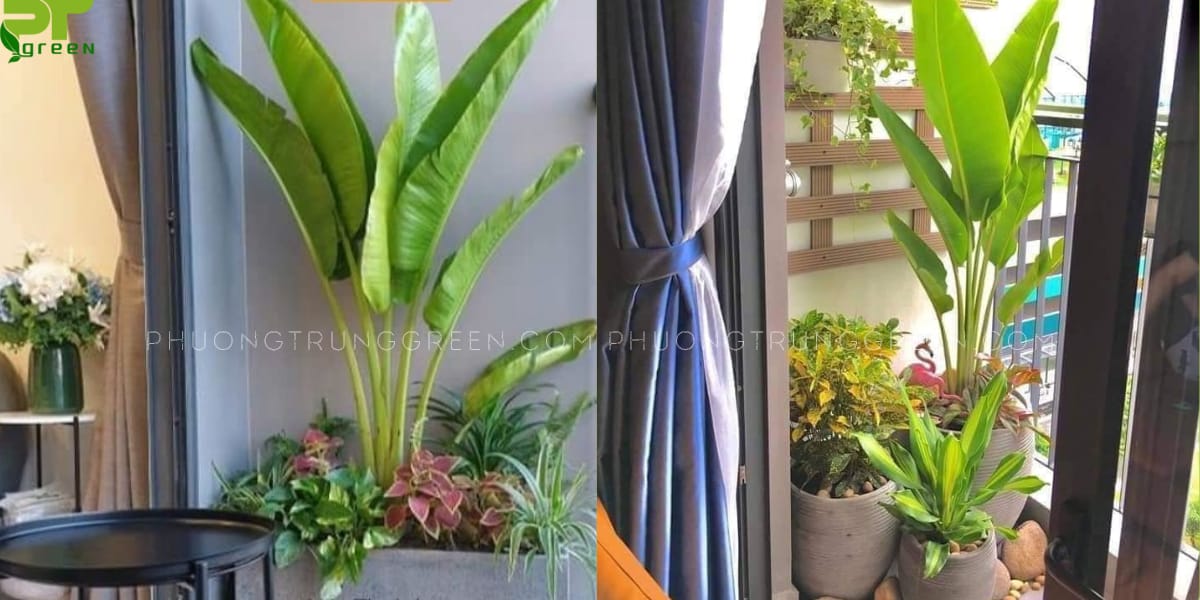 Chuối rẻ quạt kết hợp vạn lộc, đô la