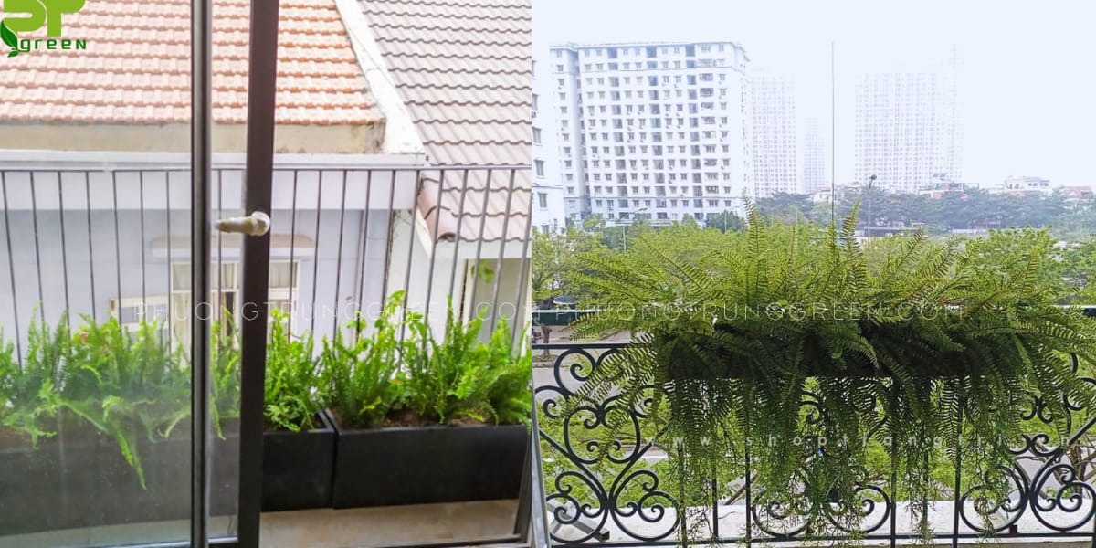 Cây dương xỉ
