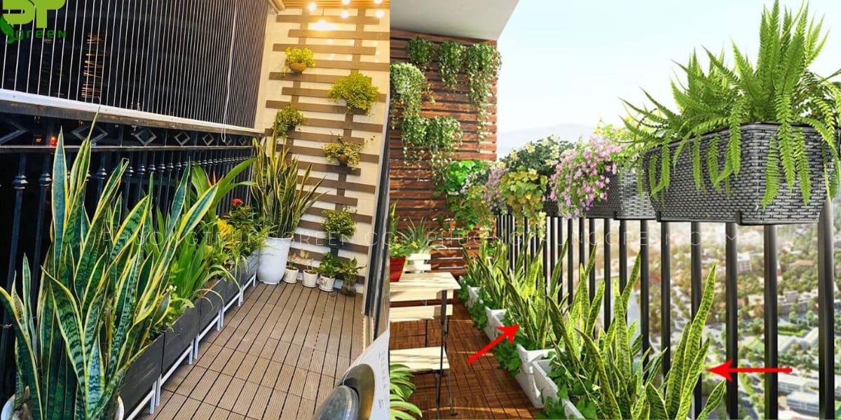 Cây lưỡi hổ