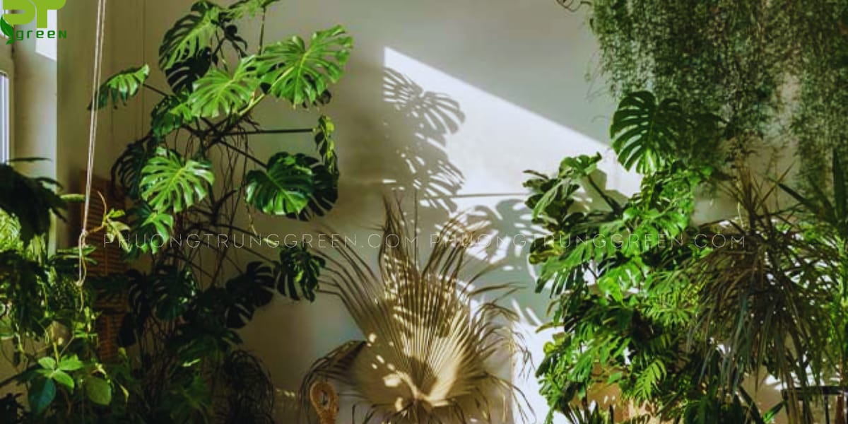 Trầu bà lá xẻ Monstera