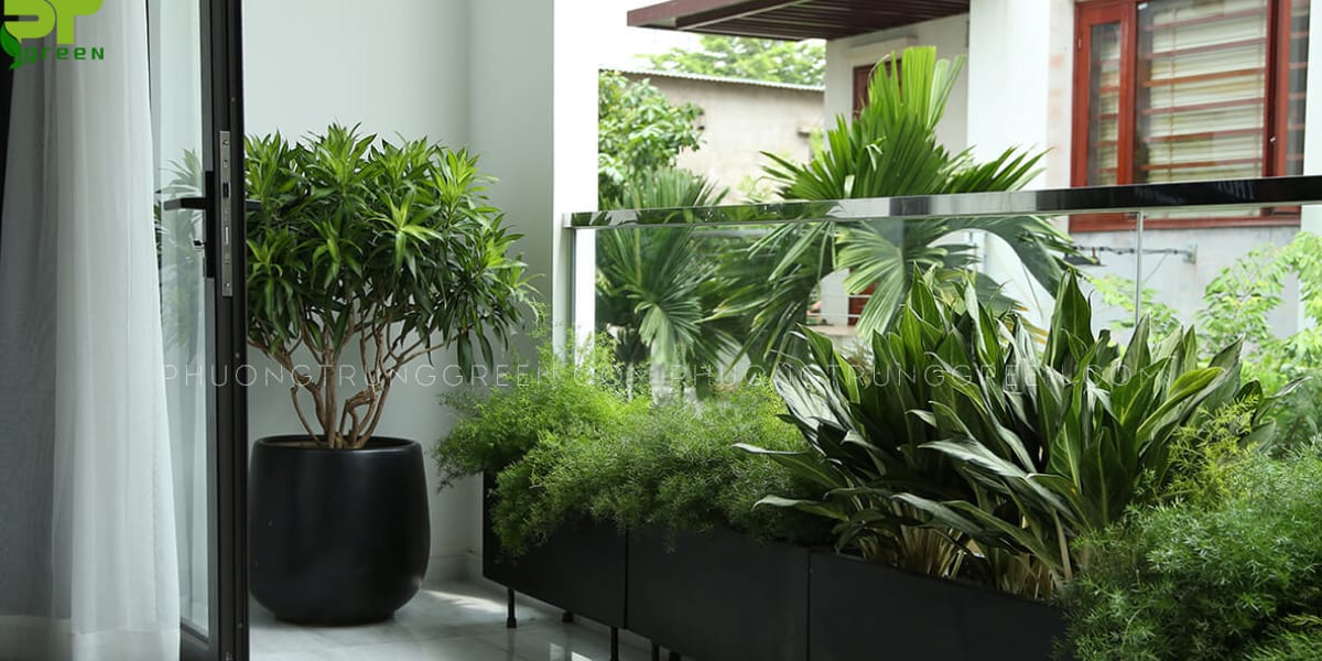 Trúc bách hợp