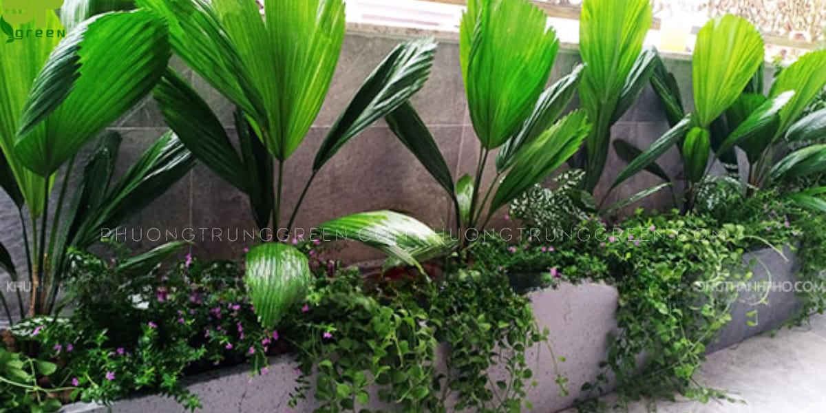 Cây cọ Nhật