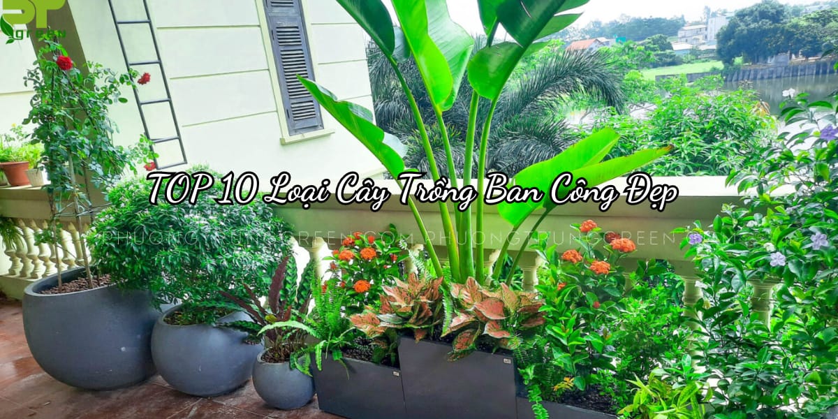 TOP các loại cây trồng ban công đẹp, chịu nắng