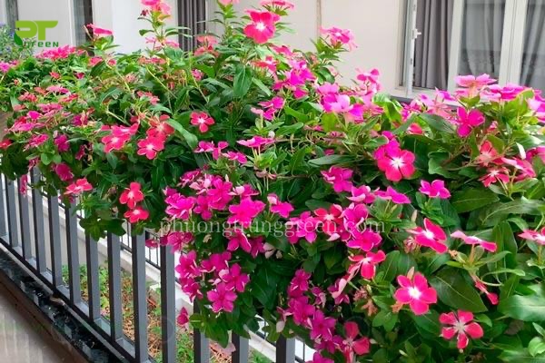 Hoa dừa cạn thích hợp trồng ở ban công