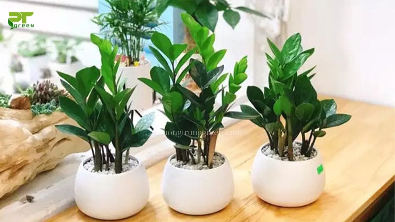 Cây kim tiền trồng ở ban công giúp thanh lọc không khí