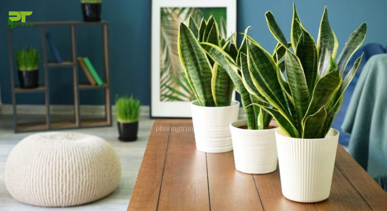 Cây lưỡi hổ phù hợp trồng ở ban công