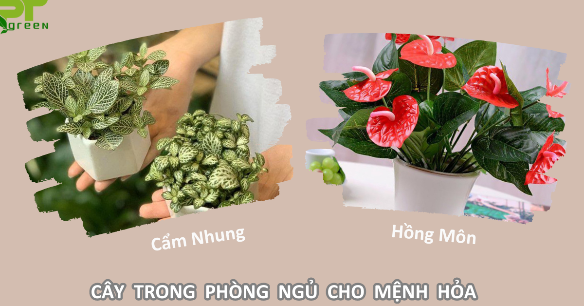 Loại cây nên để trong phòng ngủ phù hợp người mệnh hỏa