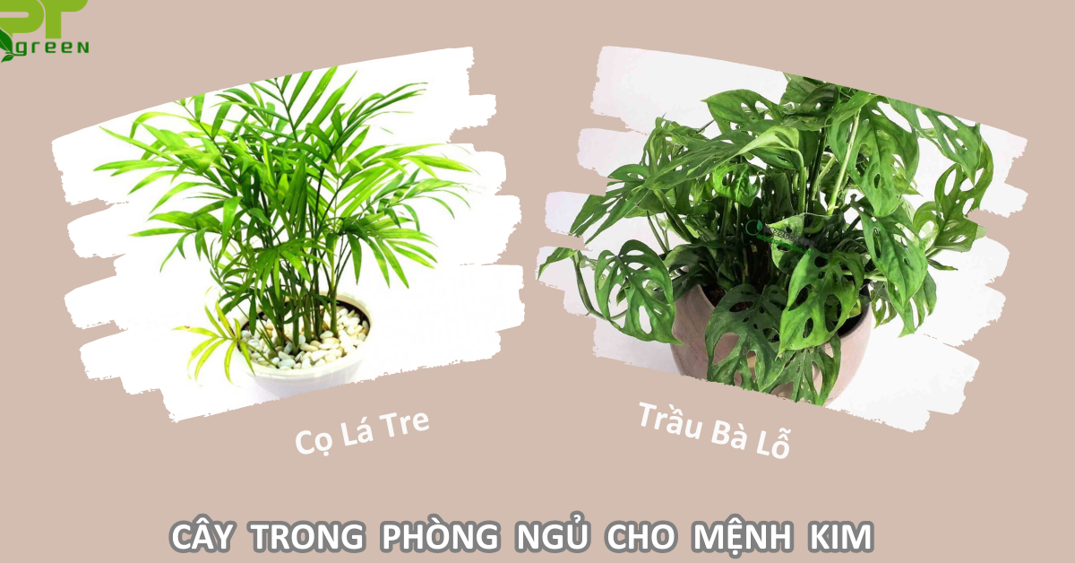 Cây phù hợp người mệnh kim nên để trong phòng ngủ