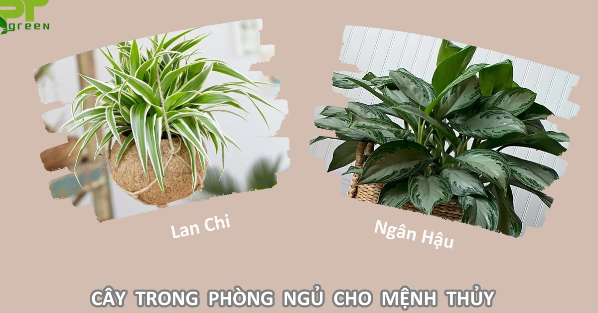 Cây phù hợp mệnh thủy nên để trong phòng ngủ