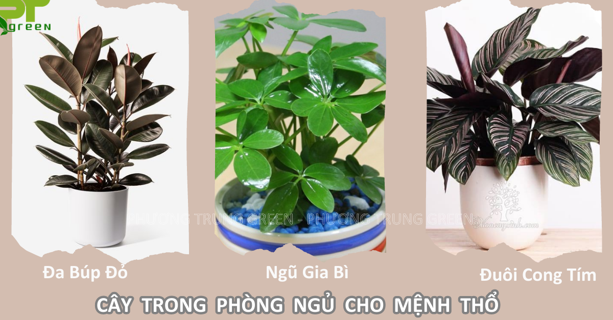 Loại cây nên để trong phòng ngủ phù hợp người mệnh Thổ