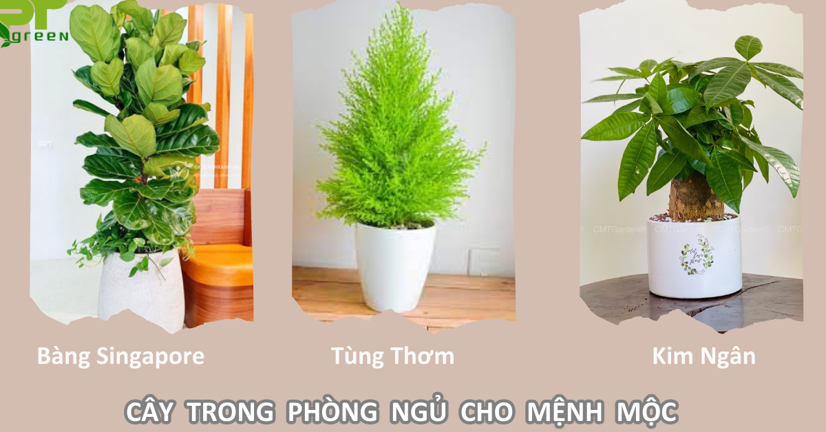 Loại cây nên để trong phòng ngủ phù hợp người mệnh mộc