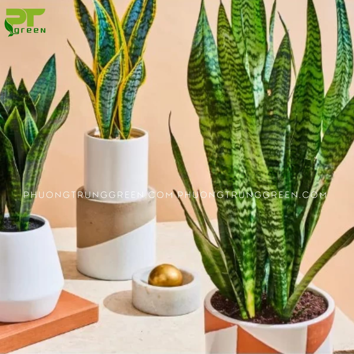 Cây Lưỡi hổ