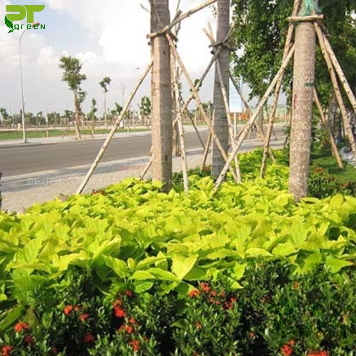 Cây lá trắng
