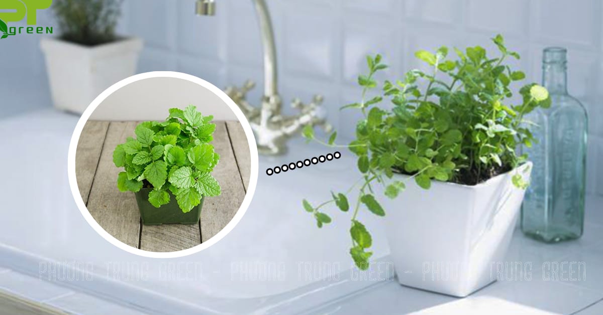 Cây bạc hà khử mùi nhà vệ sinh