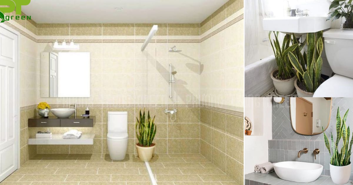Cây lưỡi hổ lọc không khí trong nhà vệ sinh