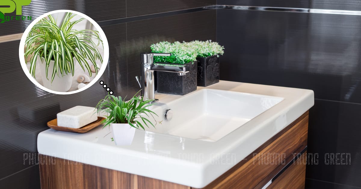 Cây mẫu tử lựa chọn hoàn hảo trang trí phòng tắm