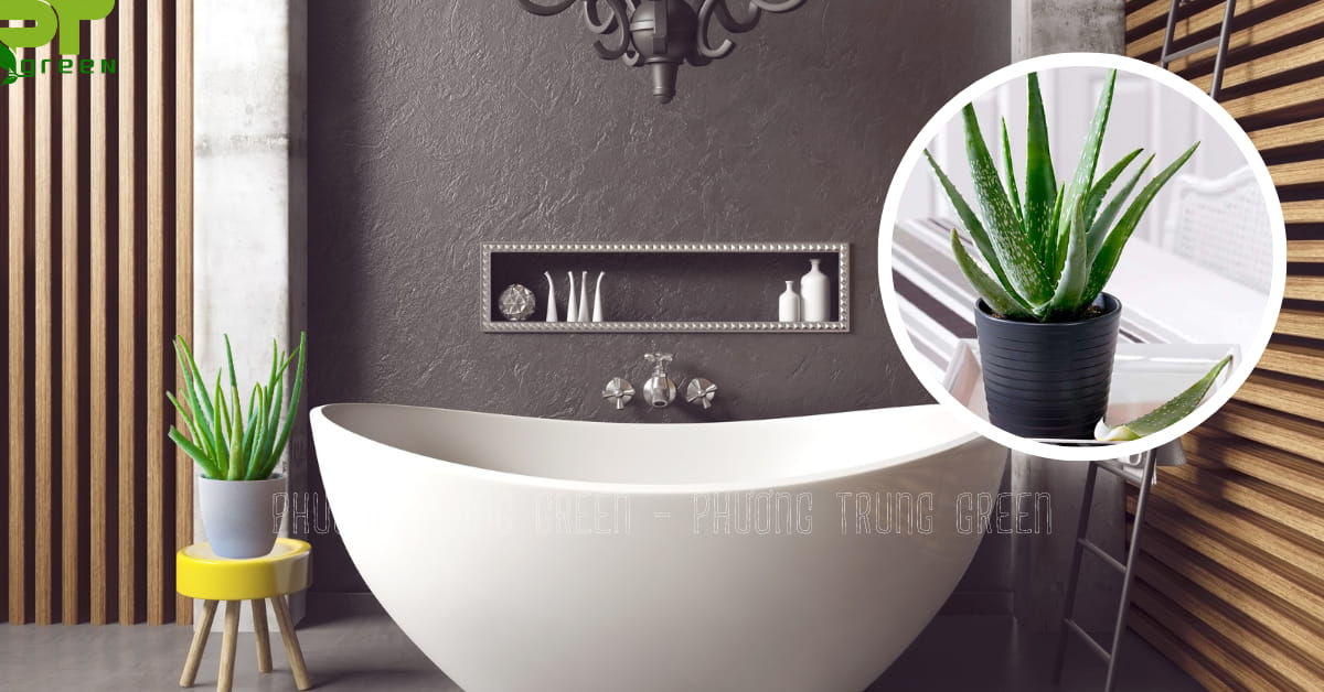 Cây nha đam ưa ẩm phù hợp để trong phòng tắm