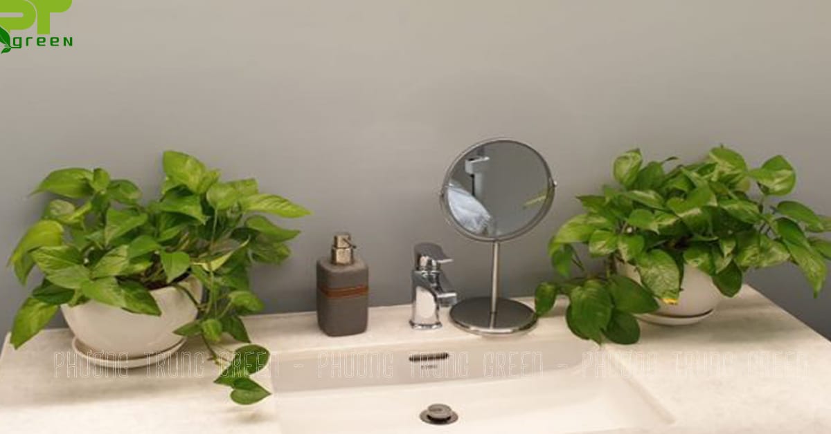 Cây trầu bà đặt trong nhà vệ sinh thanh lọc không khí