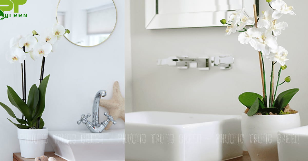 Lan hồ điệp khử mùi, lọc không khí tốt