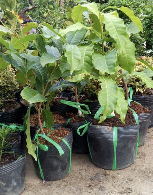 Trồng cây vú sữa hoàng kim 