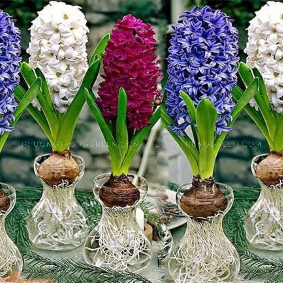 Đặc điểm hoa dạ lan