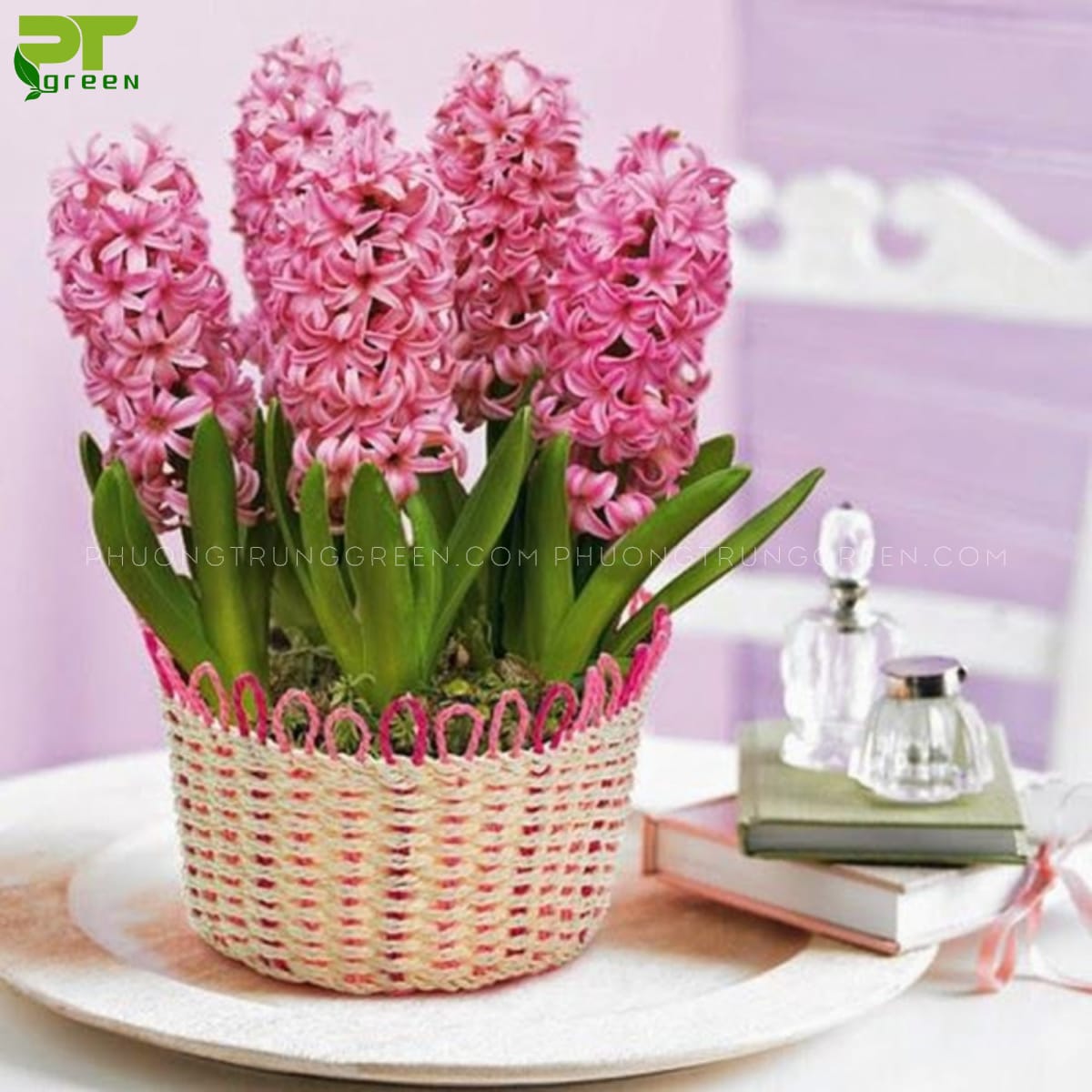 Công dụng hoa dạ lan hương