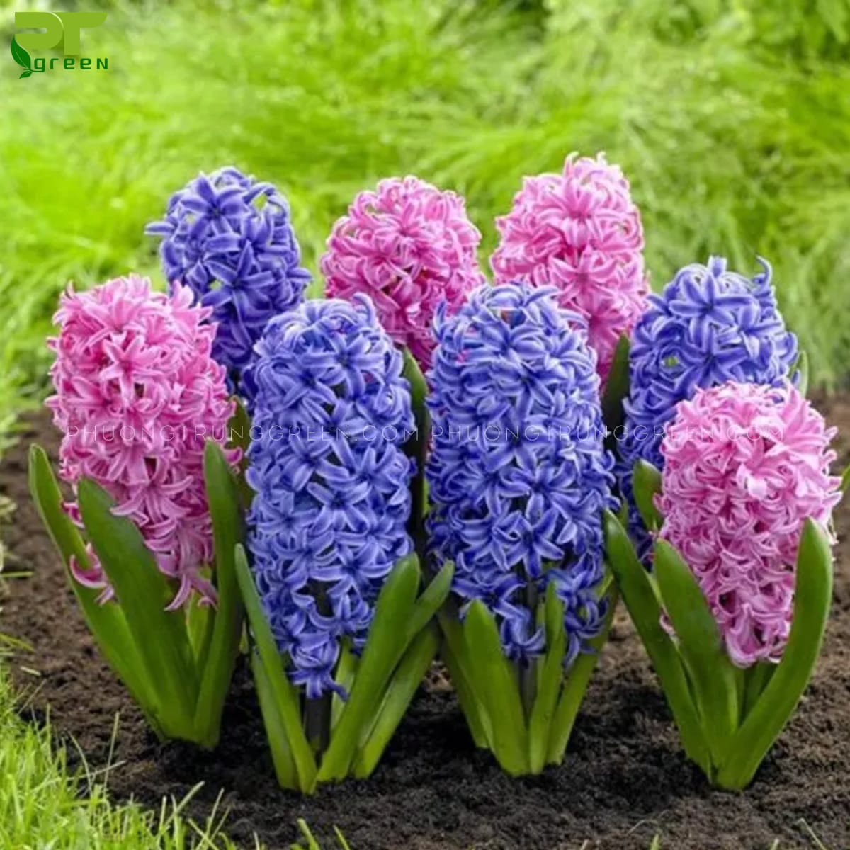 Cách trồng hoa dạ lan hương