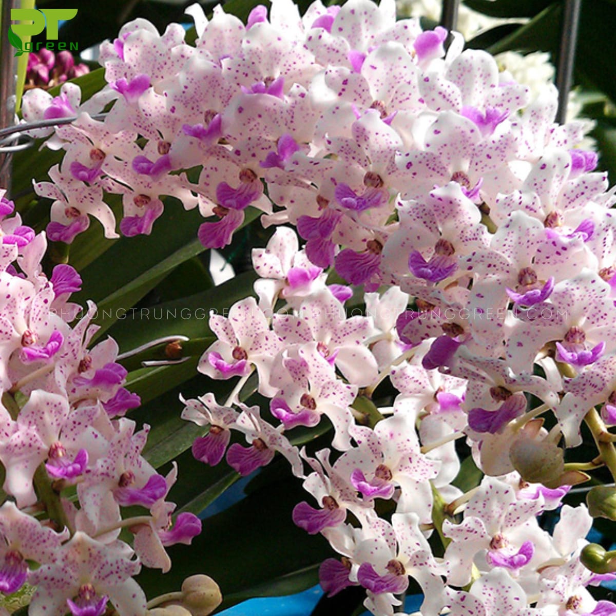 Hoa lan rừng ngọc điệp