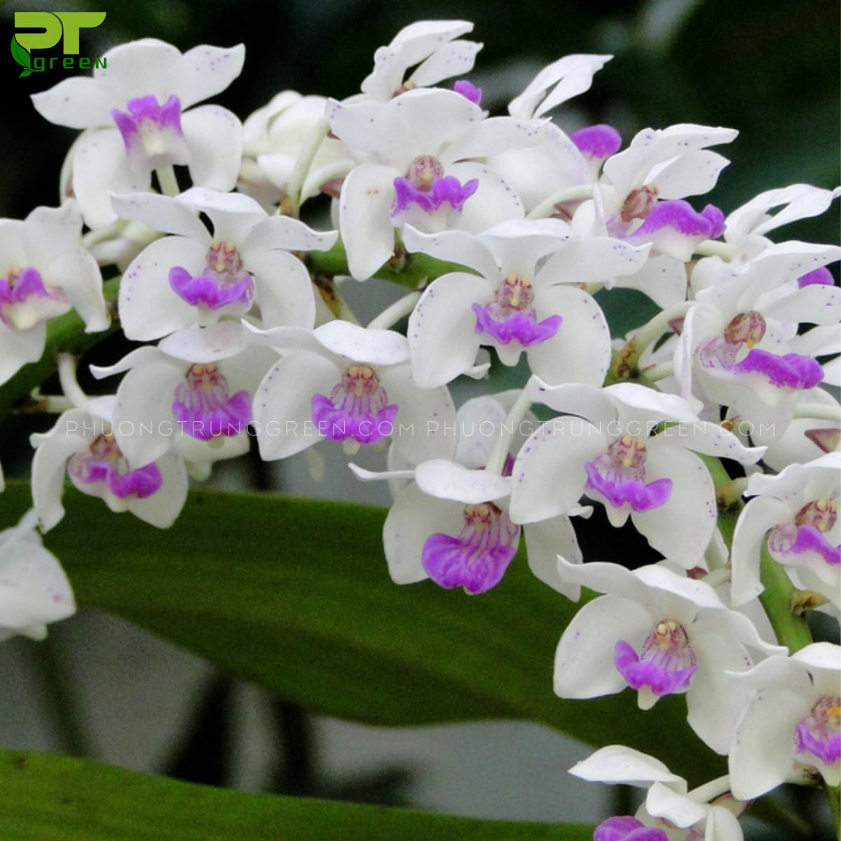 Lan rừng Ngọc Điểm ít đốm tím