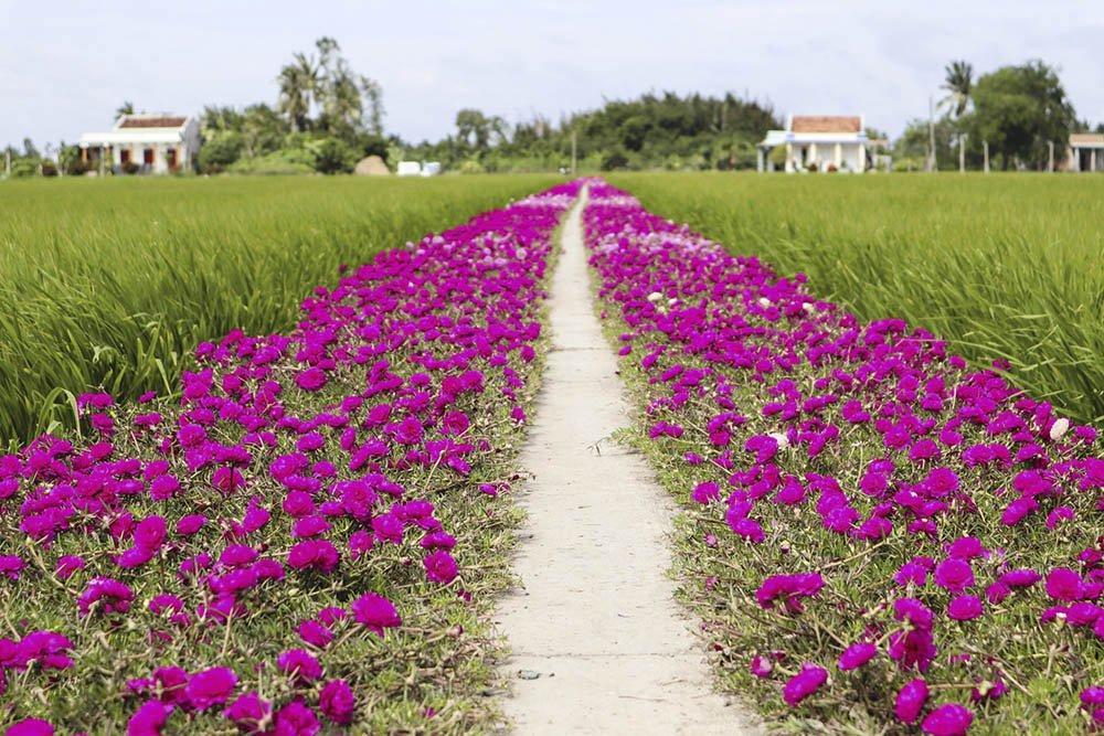 Hoa mười giờ tím