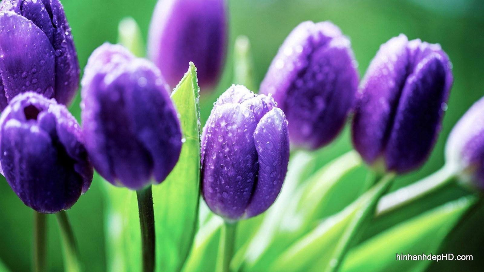 Hoa tulip tím