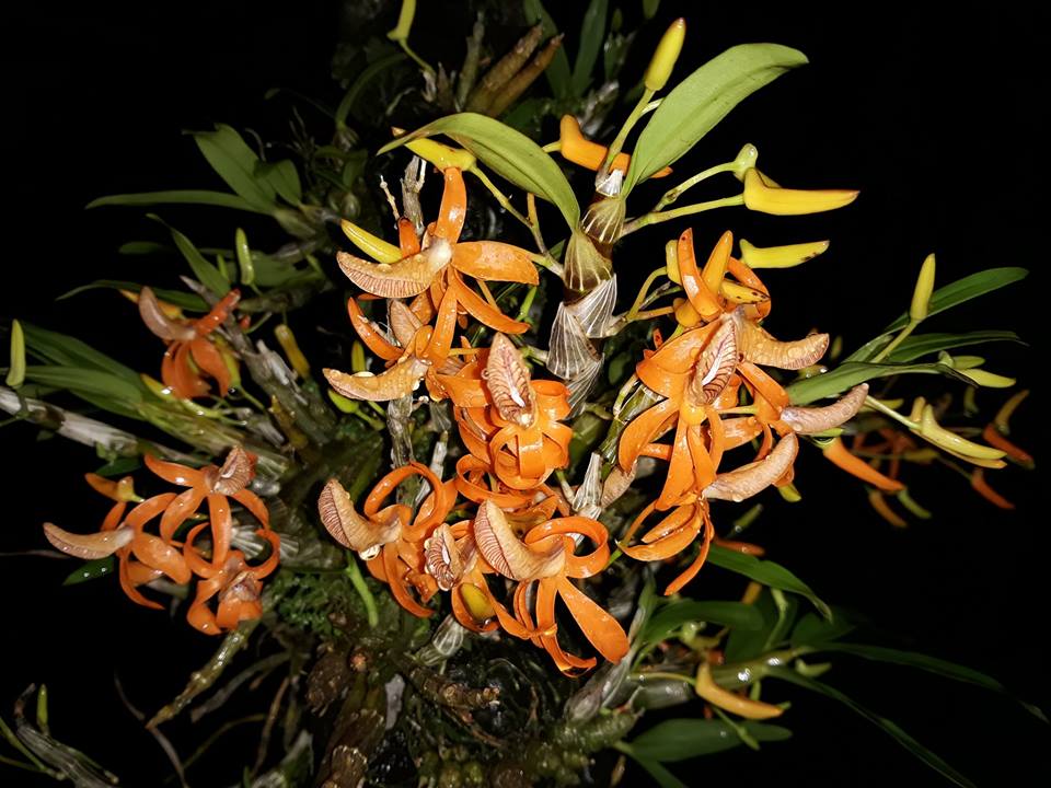 lan hoàng thảo đơn cam