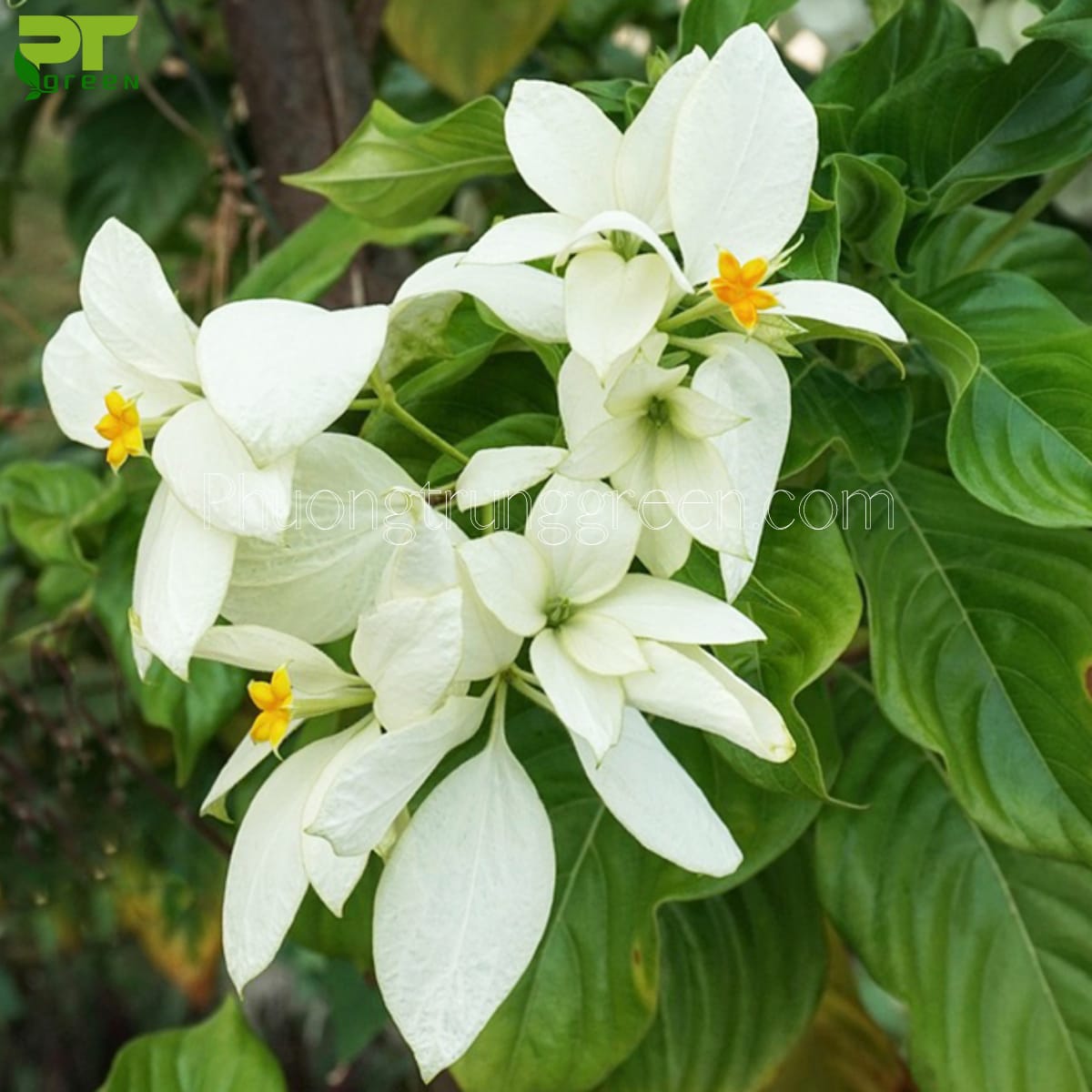 Cây hoa bướm bạc