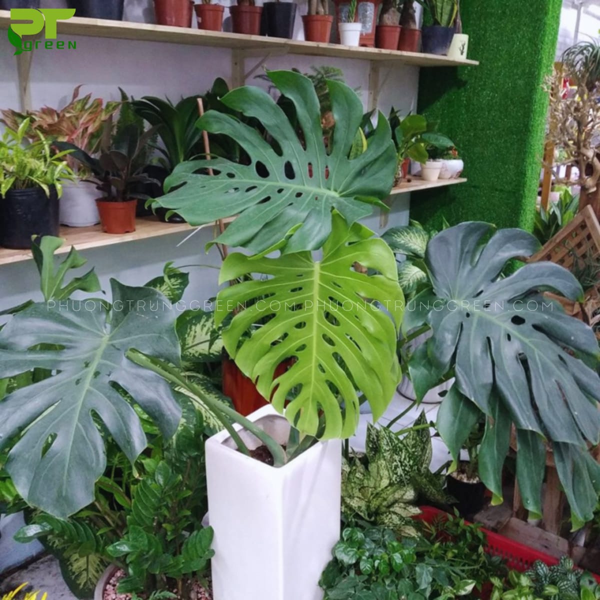 Chăm sóc trầu bà Nam Mỹ