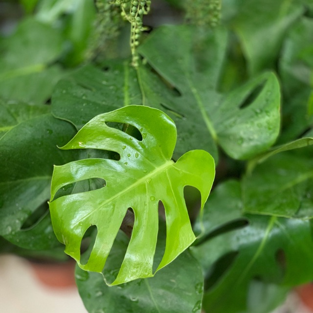 lá trầu bà nam mỹ